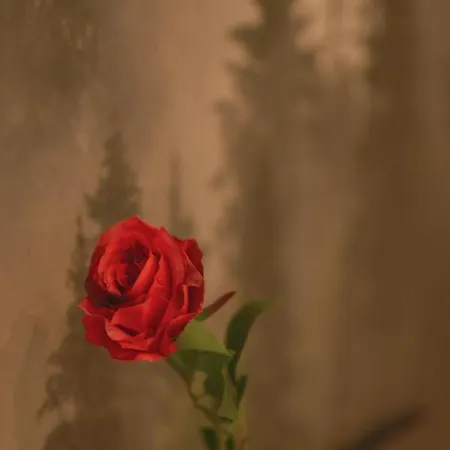 Tontic Lux Milmari * Kopaonik